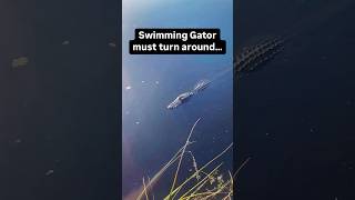 Swimming Gator must turn around alligator wildlife shorts [upl. by Yeaton]