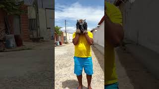 O lobo funny comedy humor shortsvideo [upl. by Fan621]