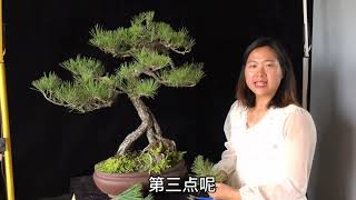 7 松树三种技巧解析，逼芽切芽短针，简单易懂一看就会 [upl. by Thornburg]