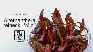 Alternanthera reineckii Mini [upl. by Tarrah]