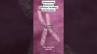 Chromosomes Explained Definition Numbers and Structureviralshorts chromosome DNA genetics [upl. by Bricker]