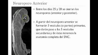 Ontogenia del sistema nervioso [upl. by Girardi117]