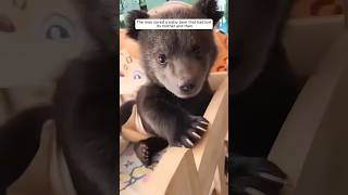 The man saved a baby bear that had lost its mother and nurtured it with love animalshorts [upl. by Jacobo]