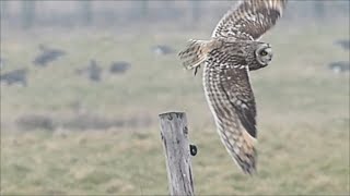 Shorteared Owl hunting II Hibou des marais en chasse  Velduil op jacht Asio flammeus [upl. by Ellehcam834]