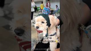 【帽子コレクション】帽子 冬 クリスマス スイーツ 犬 dog 可愛い 小太郎 [upl. by Desta]