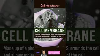 The cell Membrane short biological video shorts [upl. by Yorgerg]