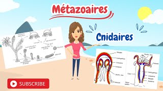 Zoologie  Cnidaires Classification et Cycle de Vie [upl. by Eraste648]