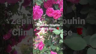 🩷 Zephirine Drouhin Climbing Rose🩷 Thornless Fragrant cottagegarden cottagecore rose [upl. by Barrow]