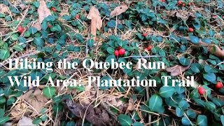 Hiking the Quebec Run Wild Area Plantation Trail [upl. by Iseabal]