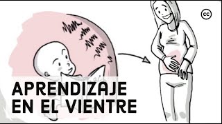 Desarrollo Prenatal Lo Que los Bebés Aprenden Dentro del Vientre [upl. by Brigida948]