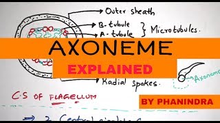 STRUCTURE OF AXONEME  LATERAL APPENDAGES  BY PHANINDRA GUPTHA [upl. by Nomi]