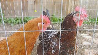 How to raise leghorn chickens [upl. by Oknuj862]