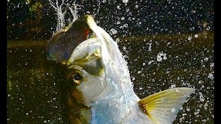 Tarpon Fly Fishing  Costa Rica [upl. by Airres]