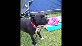 Sheilas Sally making typical weird Staffy noises [upl. by Charmian]