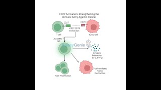 CD27 Activation Strengthening the Immune Army Against Cancer [upl. by Adiela]