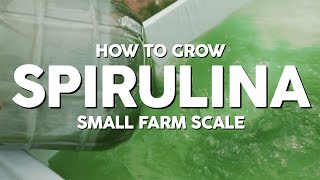 How to Grow Spirulina  Small Farm Scale Mini Doc pt1 [upl. by Dranyar343]