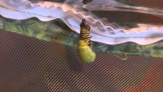 Monarch caterpillar failed pupation [upl. by Lumbard]