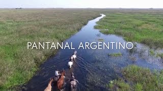 Globo Repórter Pantanal Argentino  Chamada do programa de 20072018 [upl. by Collimore132]