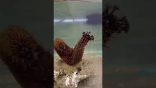 Spawning behavior  Holothuria cinerascens in Aquarium [upl. by Qirat587]