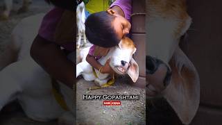 Happy Gopashtami 2024 shorts [upl. by Ytiak]