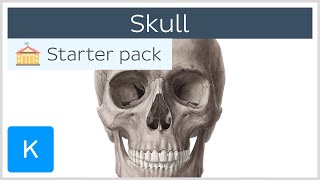 Bones of the Skull Neurocranium and Viscerocranium  Human Anatomy  Kenhub [upl. by Katrinka]