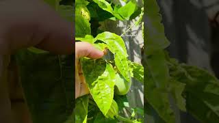 Do you love passion fruit garden passionfruit viralshorts viralvideo fruit [upl. by Ynehteb]