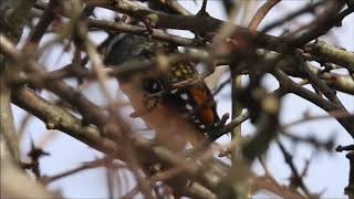 Spotted Pardalote call [upl. by Friedberg303]