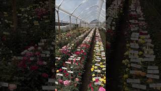 Rose Farming polyhouse nature Rose flowers beautiful reels shortsviral shorts shortvideo [upl. by Atnahs]