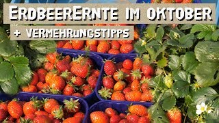 Erdbeeren bis in den Oktober ernten  Erdbeeren anbauen und vermehren [upl. by Coady]