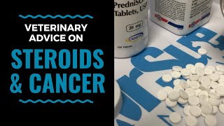 Veterinary Advice on Steroids and Cancer VLOG 79 [upl. by Llerod66]