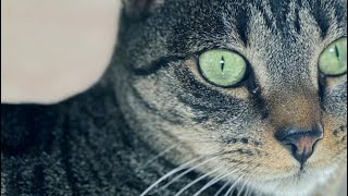 Accommodations for CH cats cerebellar hypoplasia [upl. by Eshelman]