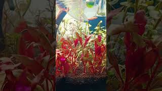 Alternanthera reineckii rosanervig liveplantaquarium aquascaping aquariumhobby aquascaping [upl. by Way]