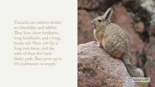 Rabbit Chinchilla Neither  Viscacha  Interesting Facts and Information [upl. by Mcroberts]