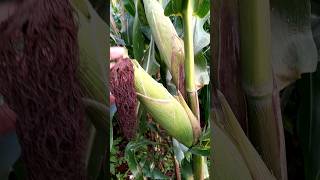 hybrid maize farming shortvideos [upl. by Hennessey]