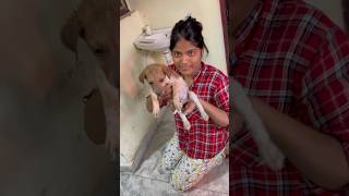 Puppy ka ilaj ho gaya 🥹 vlog 177 tranding minivloging [upl. by Norford755]