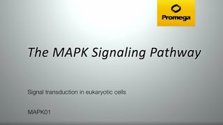 The MAPK Signaling Pathway [upl. by Ylac543]