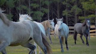 Estancia en Treinta y Tres [upl. by Airamat]