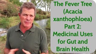 The Fever Tree Acacia xanthophloea Part 2 Medicinal Uses for Gut and Brain Health [upl. by Llerraj396]