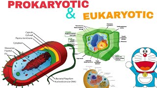 Prokaryotic and Eukaryotic Cell  Easiest way to understand In Hindi [upl. by Narcis]