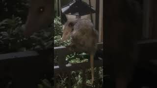 Possum on the Bird Feeder [upl. by Leahkim]