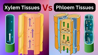 Overview of Transport in Plants [upl. by Etteuqal]