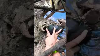 Giant mudcrab barehanded catch crab fishing alligator animals crocodile dance seafood music [upl. by Gene934]