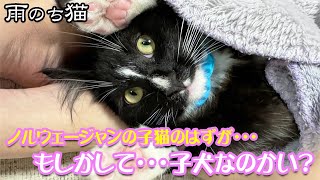 【雨のち猫】ノルウェージャンの子猫のはずが・・・もしかして・・・子犬なのかい？🐾Its supposed to be a Norwegian kitten maybe a puppy [upl. by Akcemat]