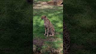 dubbo Zoo at dubbo australia [upl. by Russom]