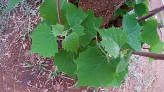 Gmelina arborea  White Teak  குமிழ் [upl. by Idnod]