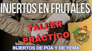 Taller práctico de injertos en frutales injertos de púa y de yema [upl. by Aramal739]