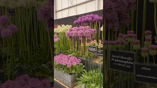 BBC Gardeners’ World Live 2024 Allium Fushia Stunning Floral Displays the Floral Marquee garden [upl. by Amyaj850]