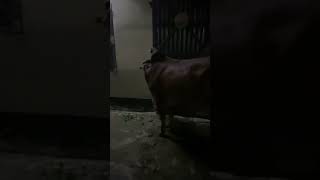 Nokia Arabic ringtone with cow [upl. by Cattima]