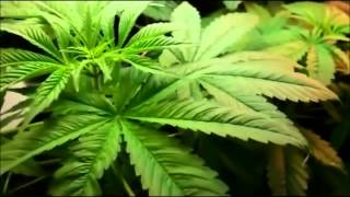 Cannabis plant growing  TIMELAPSE [upl. by Wilder]