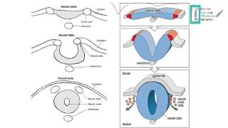 CNS Embryology [upl. by Kaufmann]